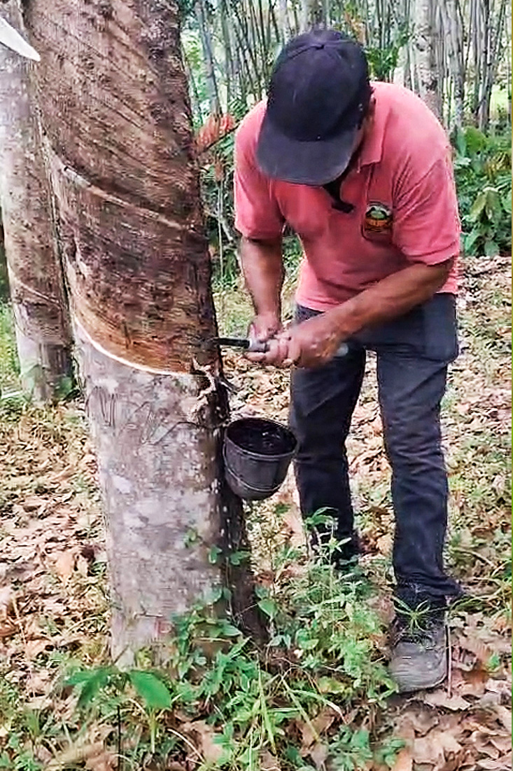 Caucho-Chaguani-Colombia-V2