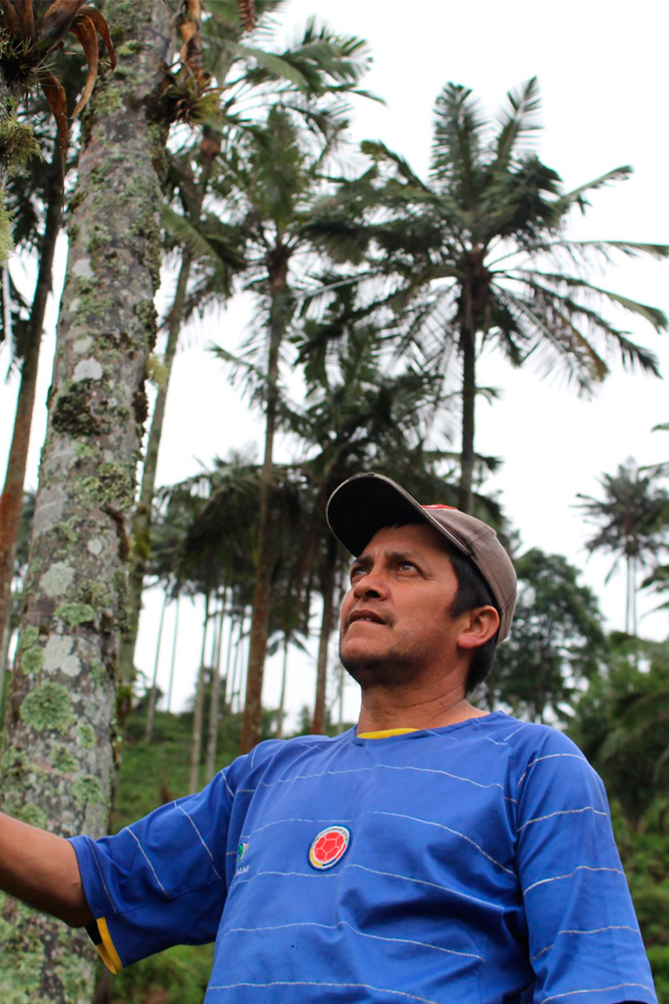 Palmas-de-Cera-Chaguani-Plan-Turistico-Vive-Chaguani