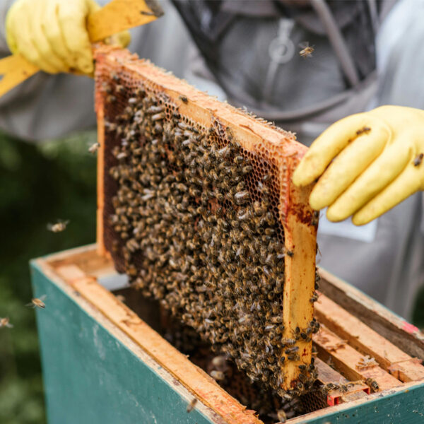 miel-de-abejas-chaguani