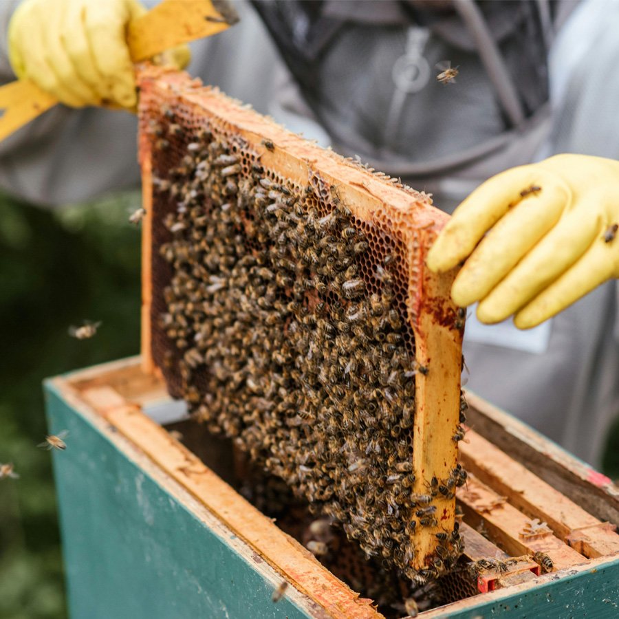 miel-de-abejas-chaguani