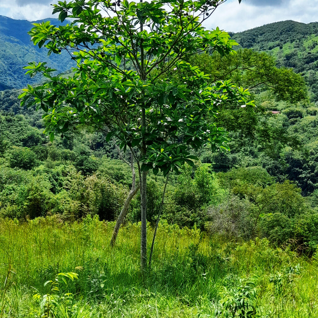 Terrenos-Chaguani-Montefrio3