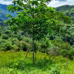 Terrenos-Chaguani-Montefrio3