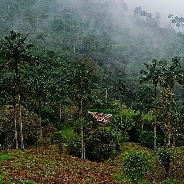 palmas-de-cera-chaguani